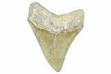 Serrated, Fossil Megalodon Tooth - North Carolina #371677-1